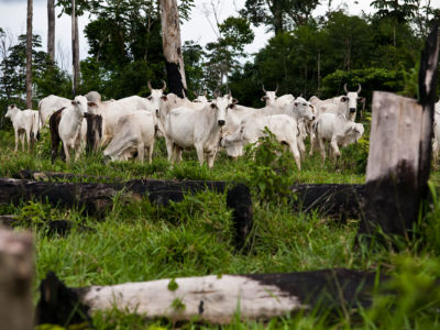 Livestock graze on illegally occupied, deforested land at Flona do Jamanxim in the Brazilian Amazon, April 4, 2009.