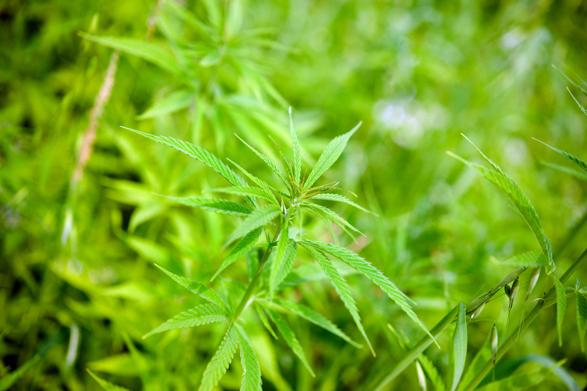 The widespread cultivation of industrial hemp could be a cheap way to fight pollution.