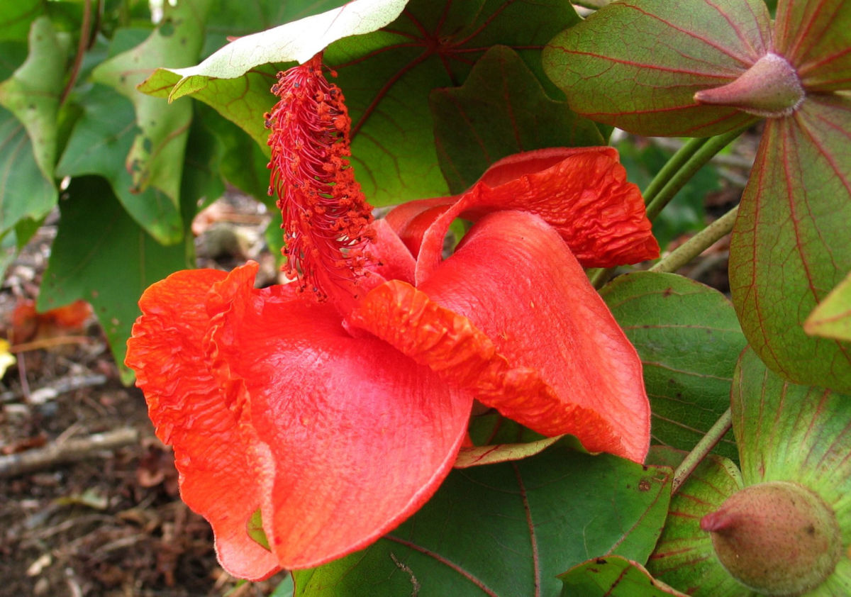Kokia drynarioides, commonly known as Hawaiian tree cotton, is a critically endangered species of flowering plant in the mallow family, Malvaceae, that is endemic to the Big Island of Hawaii.