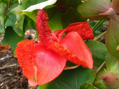 Kokia drynarioides, commonly known as Hawaiian tree cotton, is a critically endangered species of flowering plant in the mallow family, Malvaceae, that is endemic to the Big Island of Hawaii.