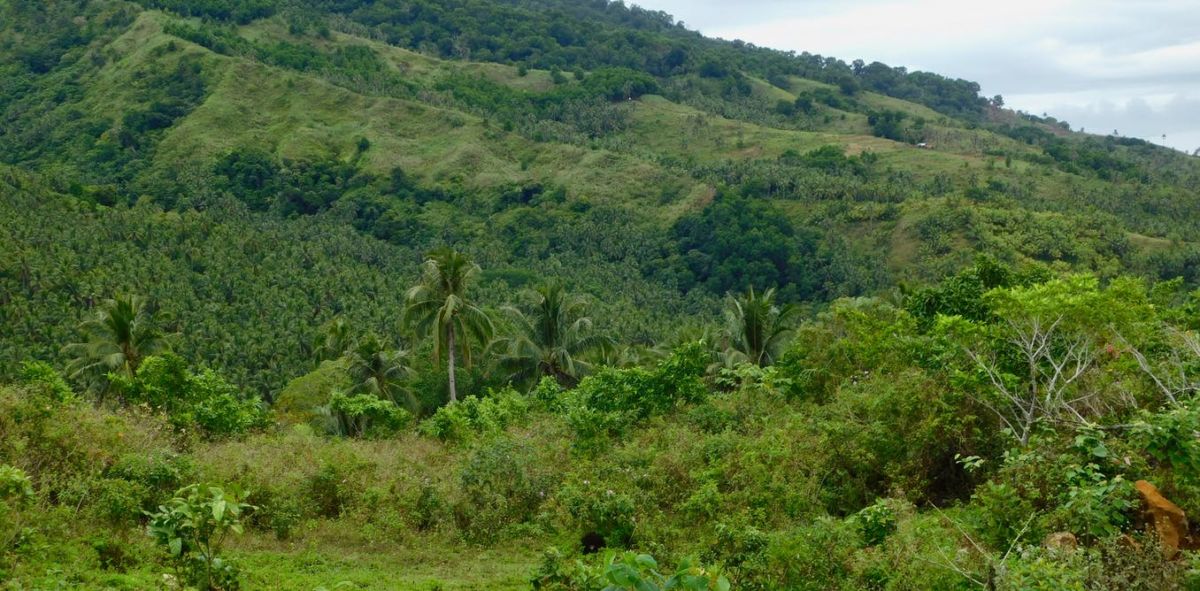 Forest restoration is underway in Biliran, a province in the Philippines, led by the local community with support from international researchers and government agencies.