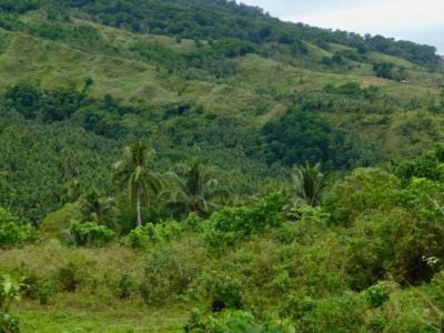 Forest restoration is underway in Biliran, a province in the Philippines, led by the local community with support from international researchers and government agencies.