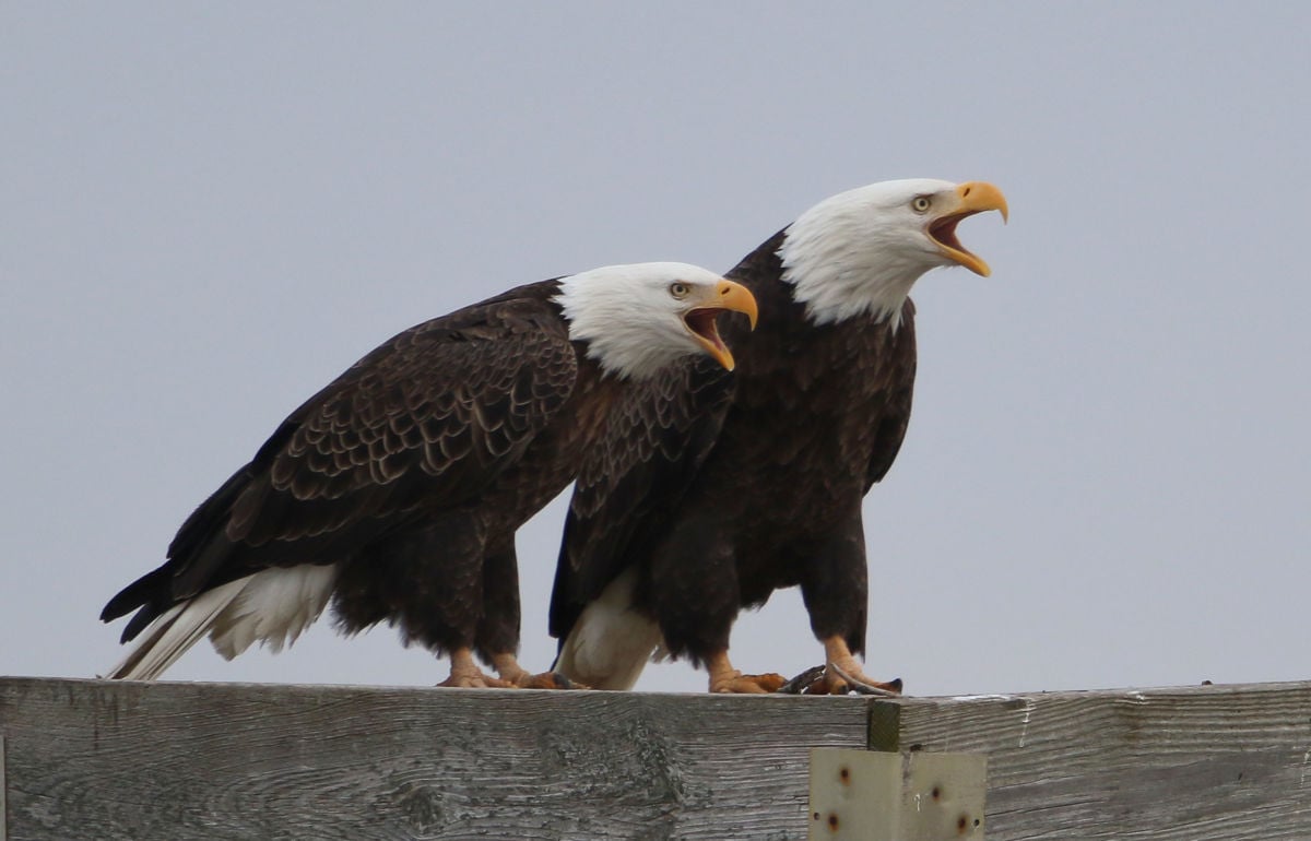 Two American bald eagles perch on a nesting stand at the Blackwater National Wildlife Refuge.