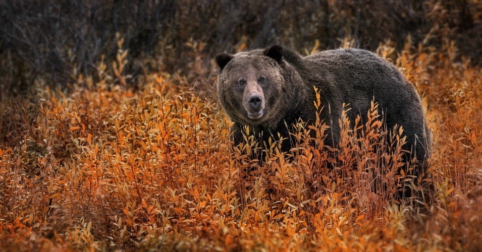 The bear was officially returned to the list created by the Endangered Species Act on Tuesday.