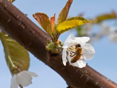 Honey bees pollinate cherry blossoms at Orchard View Farms in The Dalles, Columbia River Gorge, Oregon.