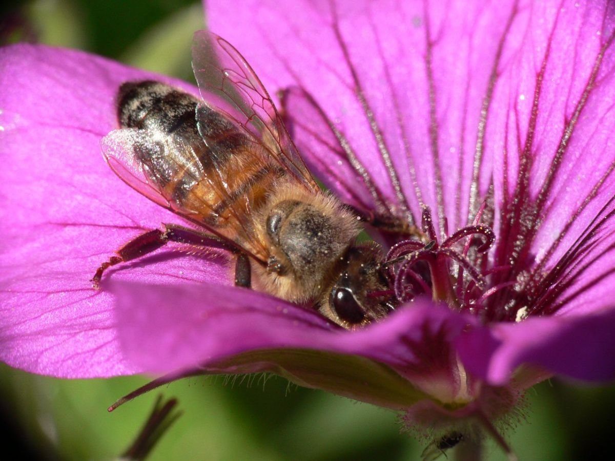 Scientists have warned that sulfoxaflor is part of the massive pollinator die-off across the U.S.