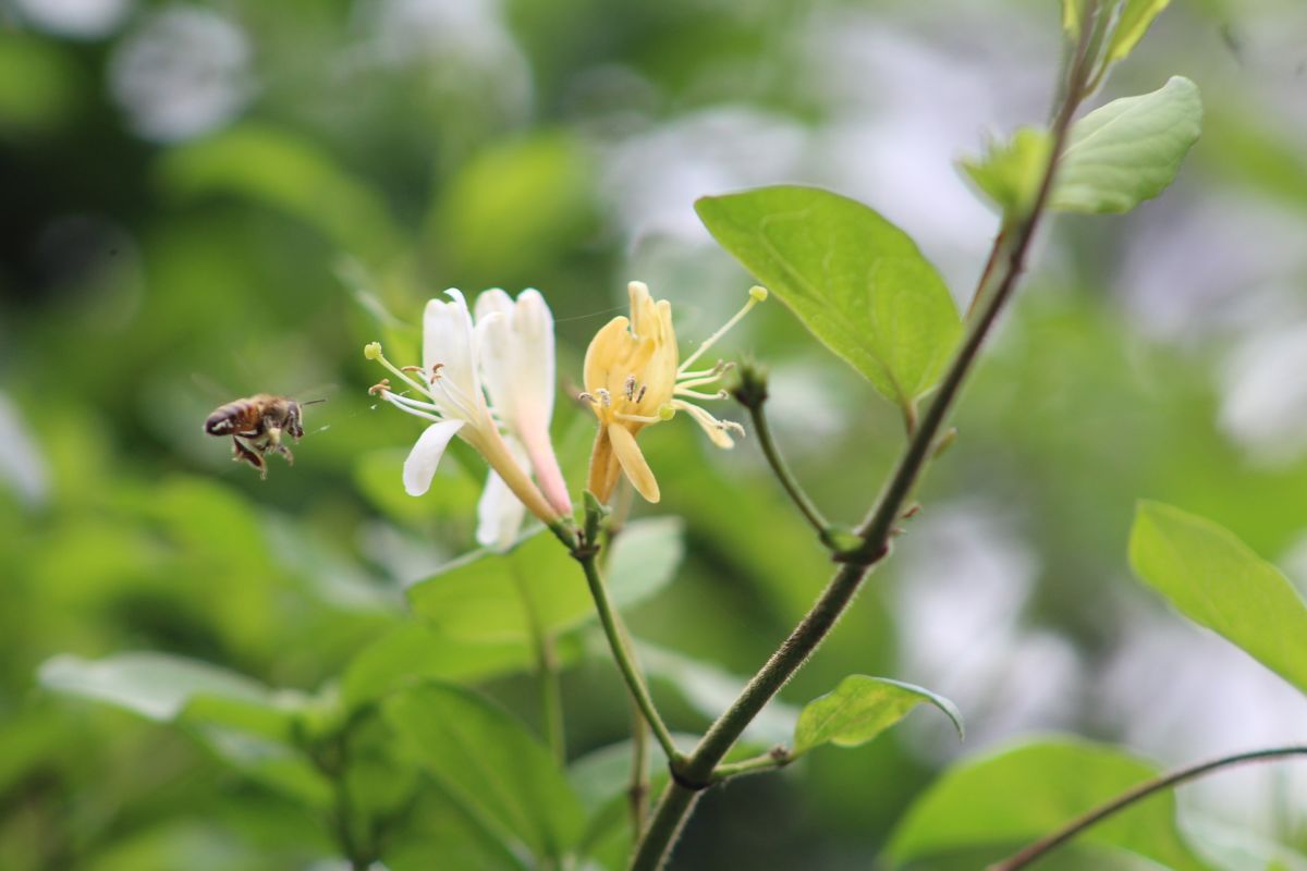 a bee pollinating a grouping of yellow and white flowers.