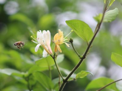 a bee pollinating a grouping of yellow and white flowers.