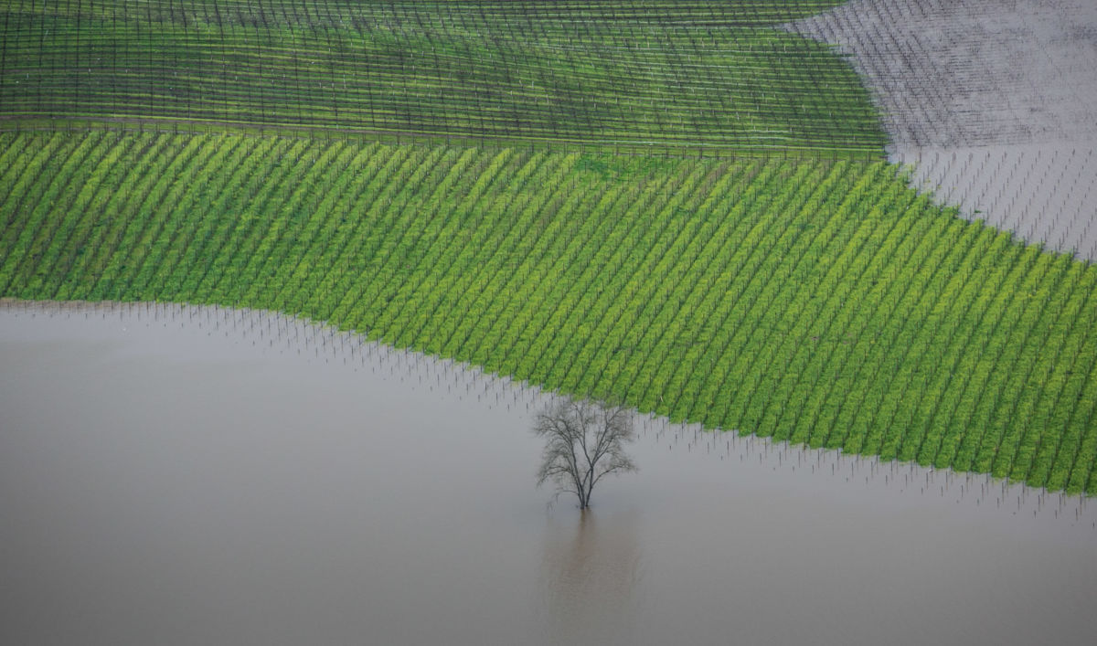 Vineyards and farmland along the Russian River near Healdsburg, California, are inundated by widespread flooding following days of torrential rain as viewed on January 11, 2017.