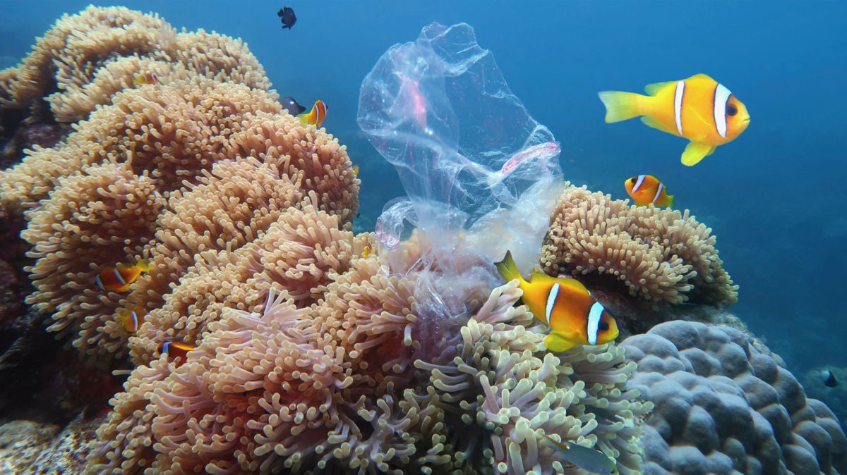 Fish in a coral reef swim around plastic floating in the water