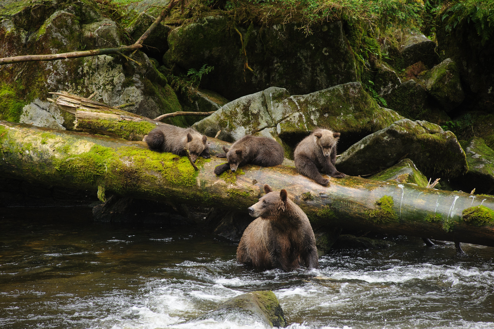 Clearcutting rare old growth forest could endanger many species, including several found only on Prince of Wales Island, such as a unique subspecies of flying squirrels. The island is also home to a dwindling population of Alexander Archipelago wolves, which rely on the Tongass for their survival.