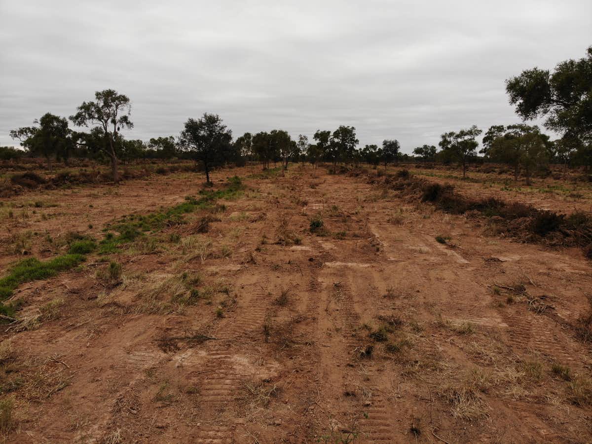 Freshly chained and scraped: Where a Paraguayan forest once stood, a cow pasture is in the making.