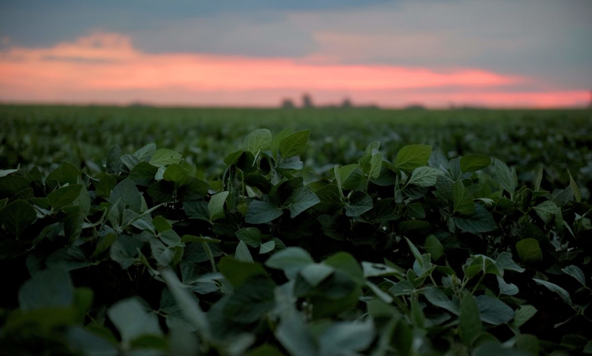 A field of soybeans are seen against the sunset