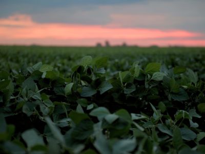 A field of soybeans are seen against the sunset