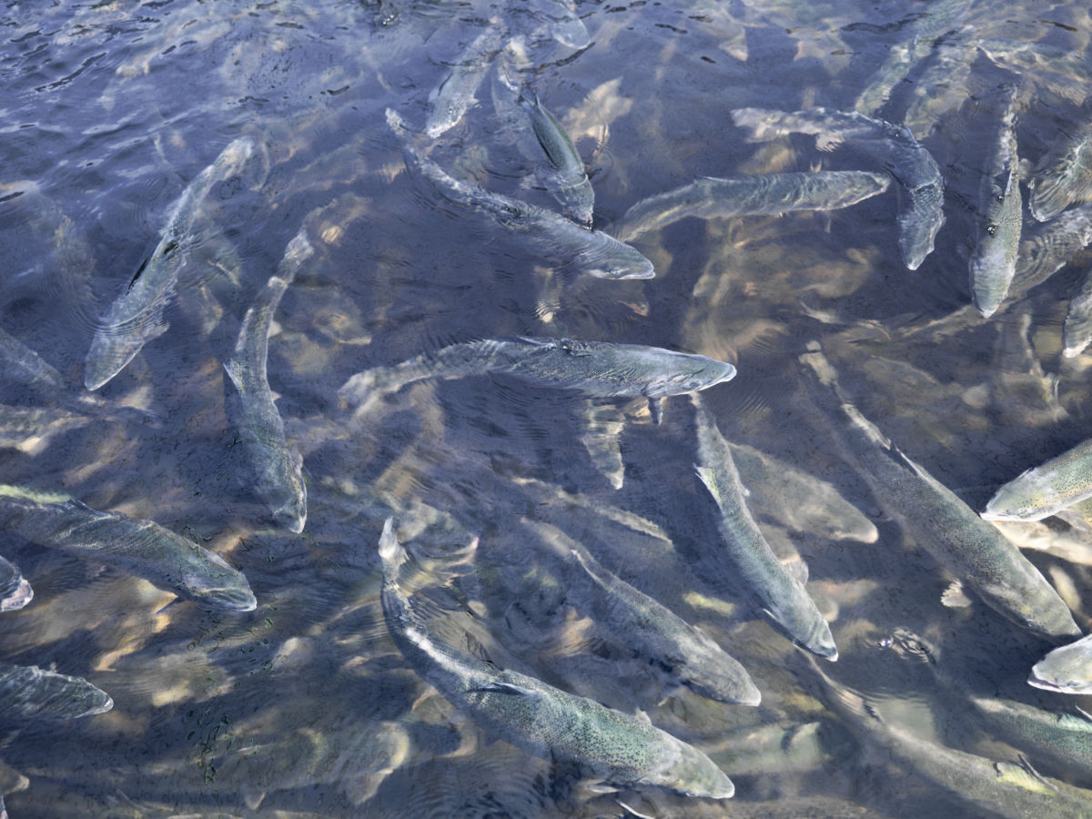 Researchers linked use of the chemicals on fields near a Japanese lake with major disruption to aquatic life.