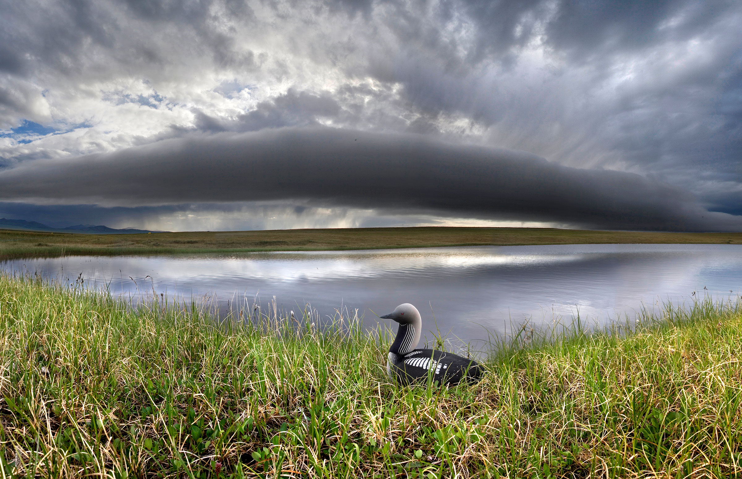 A loon sits on the grass on the bank of a large lake