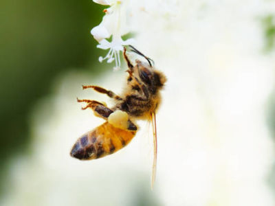 New Film Shows How the Decline of Bee Colonies Could Collapse Our Food Chains