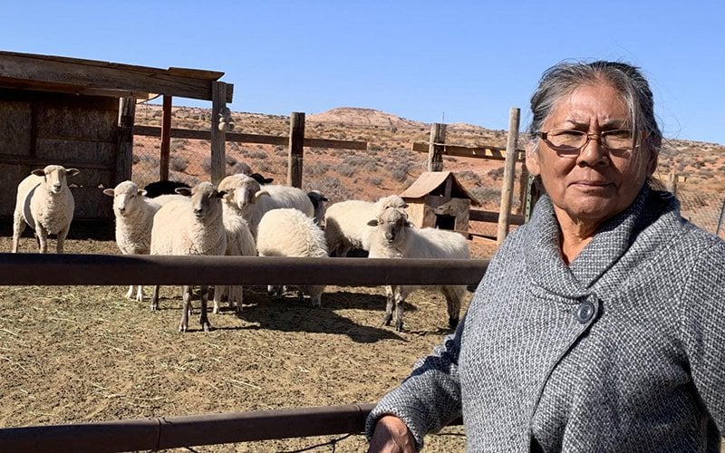 Darlene Yazzie typically hauls water for her sheep from a windmill 5 miles from her home. OFficials tell her it's unsafe for humans but OK for livestock.