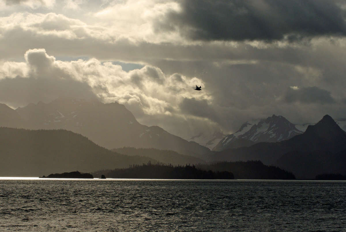 A bird flies through the air on a cloudy day