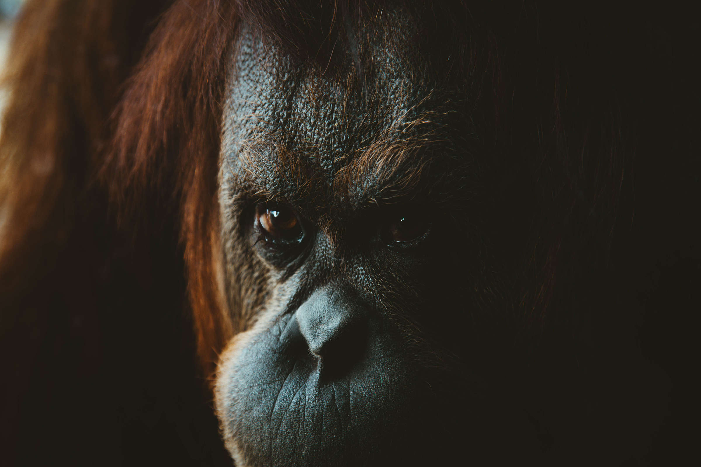 Orangutans Pay a Steep Price for the World’s Palm Oil | Truthout