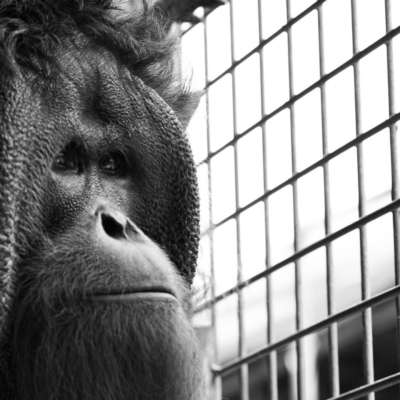 With a shrinking amount of habitat suitable for release, many orangutans live out their days in captivity.