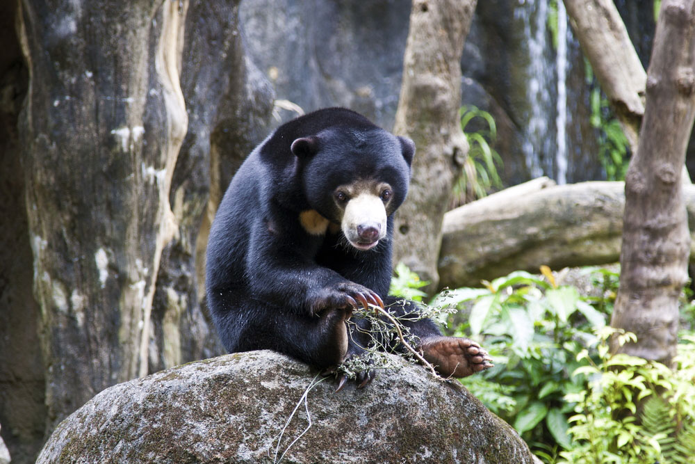 WRC Jogja is home to two sun bears; sun bears are gravely endangered as a species by the triple threat of illegal wildlife trade, poaching, and habitat loss.