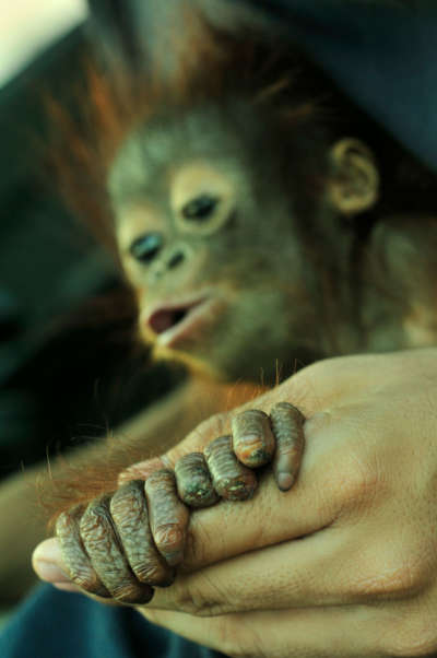 Baby orangutans are frequently brought to COP after their mothers have been killed. The infants are spared by palm oil workers and adored for their human-like features, while their mothers are shot for bounty.