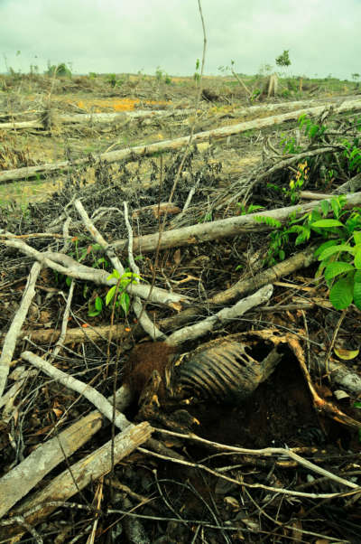 The body of a decaying orangutan. Orangutans, considered agricultural pests by palm oil companies, are frequently victims of violence.