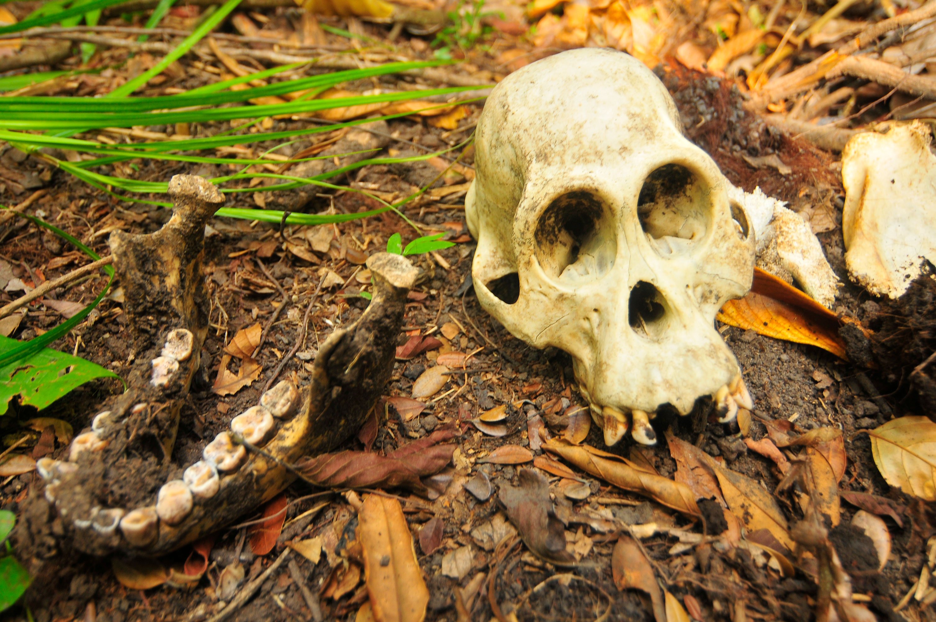 COP photographed this orangutan skull during its investigation of a killing - but the skull disappeared the next day before COP’s investigation finished.