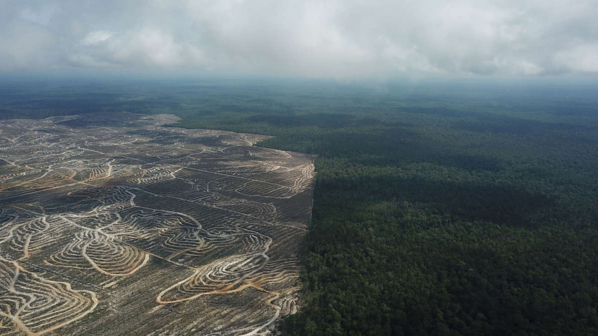 Palm oil production is causing the stark destruction of Indonesia’s forests.