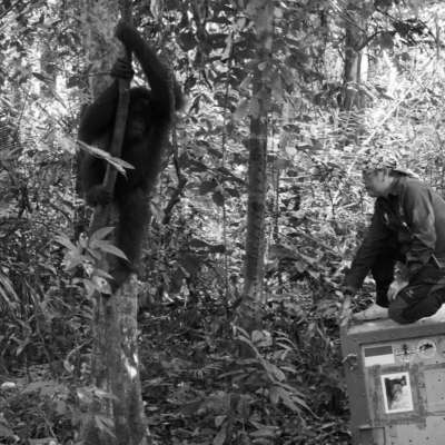 Jamartin Sihite of BOSF releasing an orangutan. When he first started his conservation work, Sihite’s colleagues told him, “Don’t look in the eyes of the orangutan - you’ll fall in love.” Sihite has helped to release over 200 orangutans back into the wild since 2012.