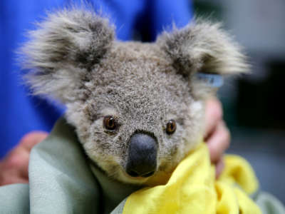 A koala receives treatment at The Port Macquarie Koala Hospital on November 29, 2019, in Port Macquarie, Australia