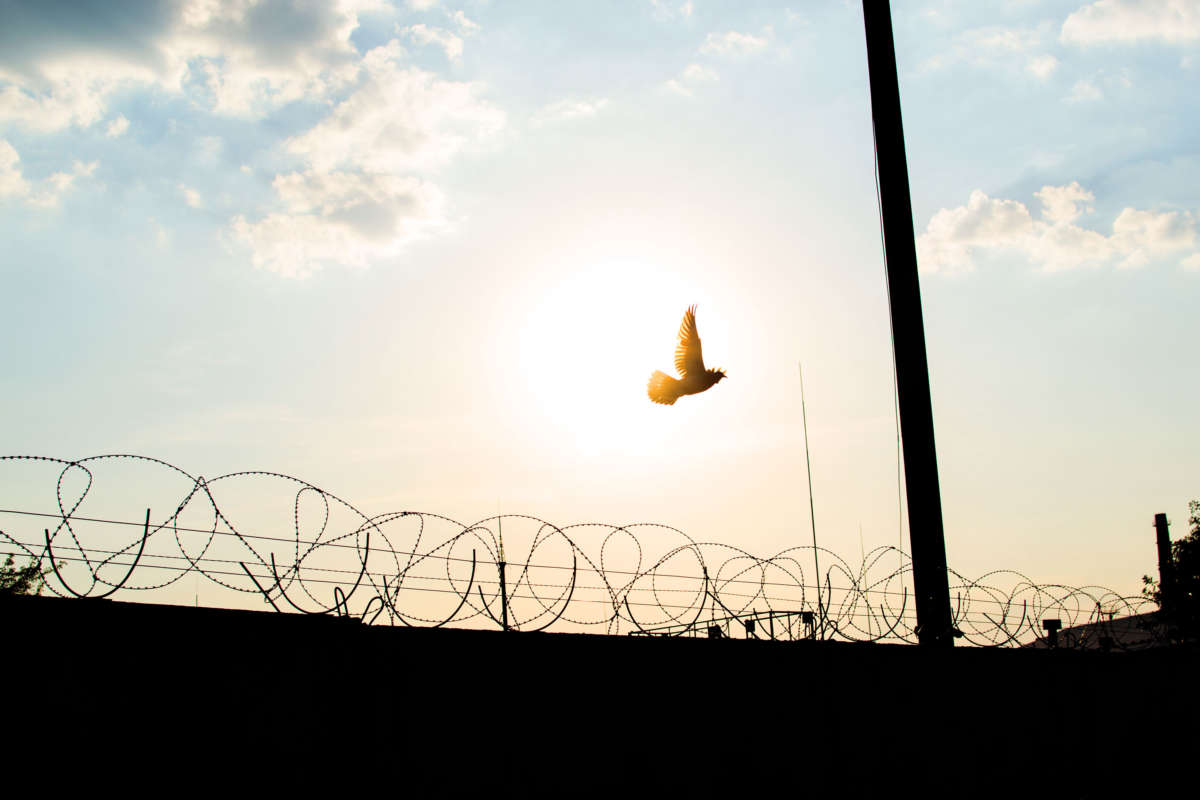 Low Angle View Of Bird And Silhouette Fence Against Sky During Sunset