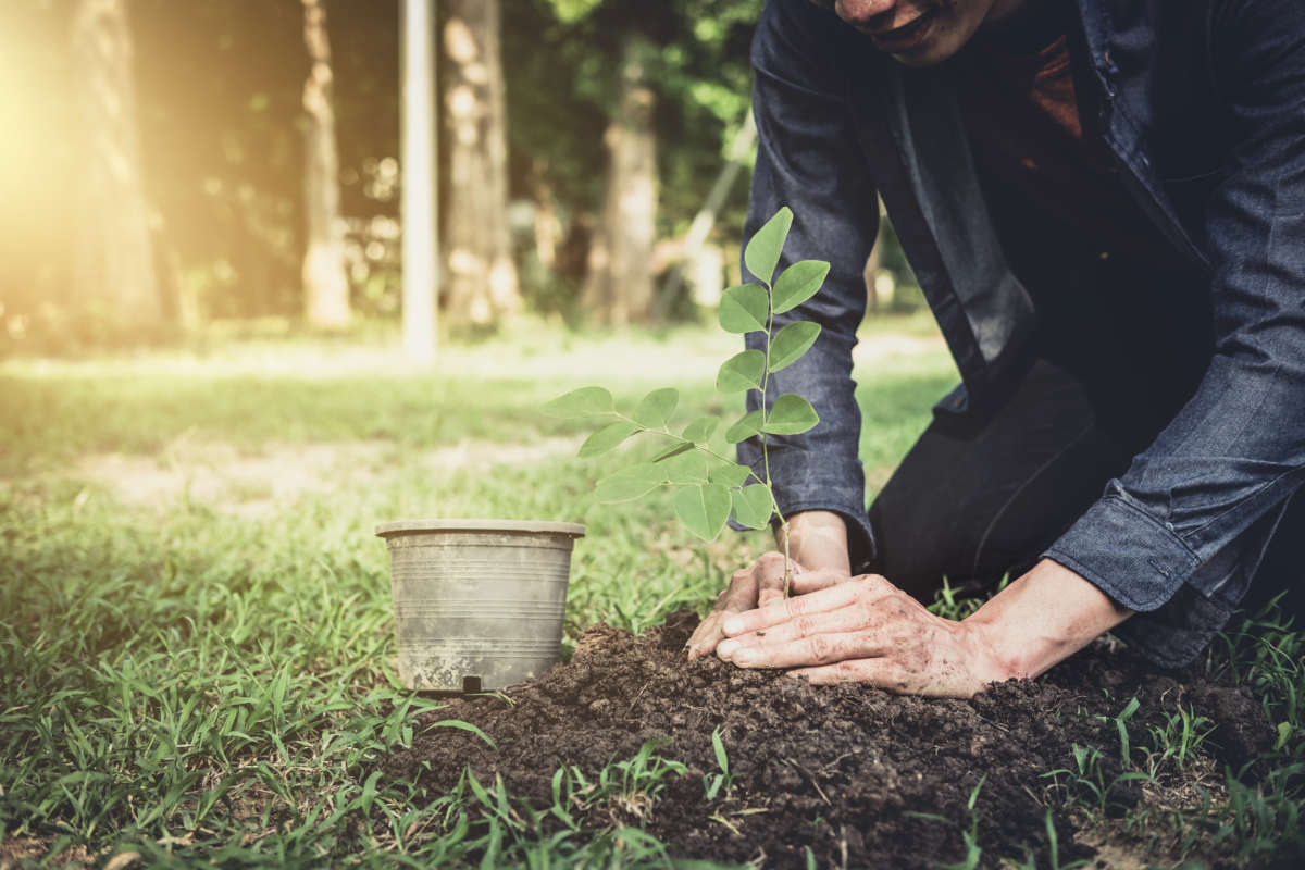 Tree planting must follow the vital work of protecting existing trees and reducing emissions through direct action.