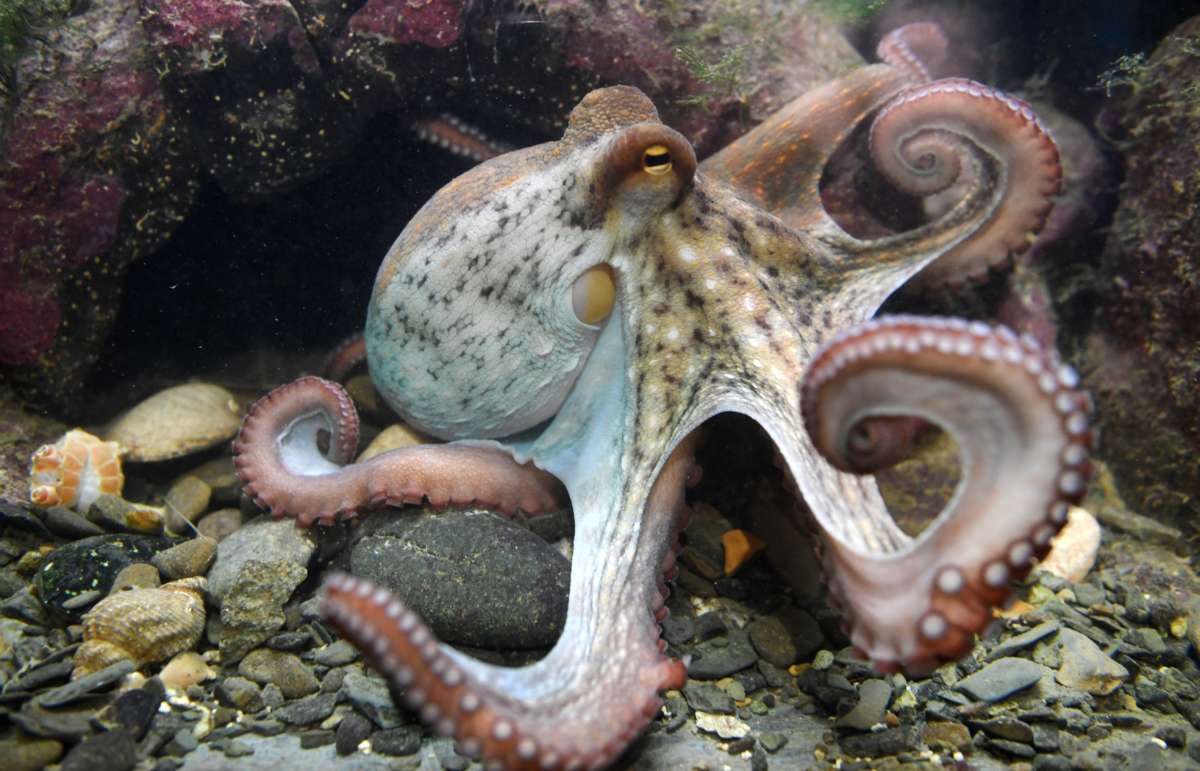 An octopus is pictured March 6, 2018, at the Océanopolis sea center, in Brest, France.