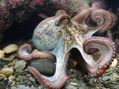 An octopus is pictured March 6, 2018, at the Océanopolis sea center, in Brest, France.