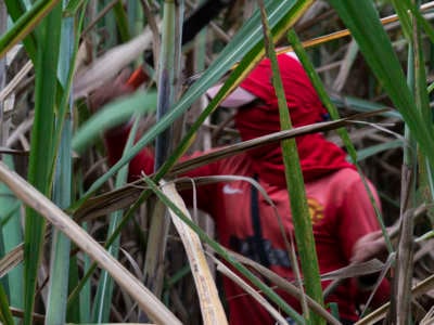 A person with a covered face walks through the brush