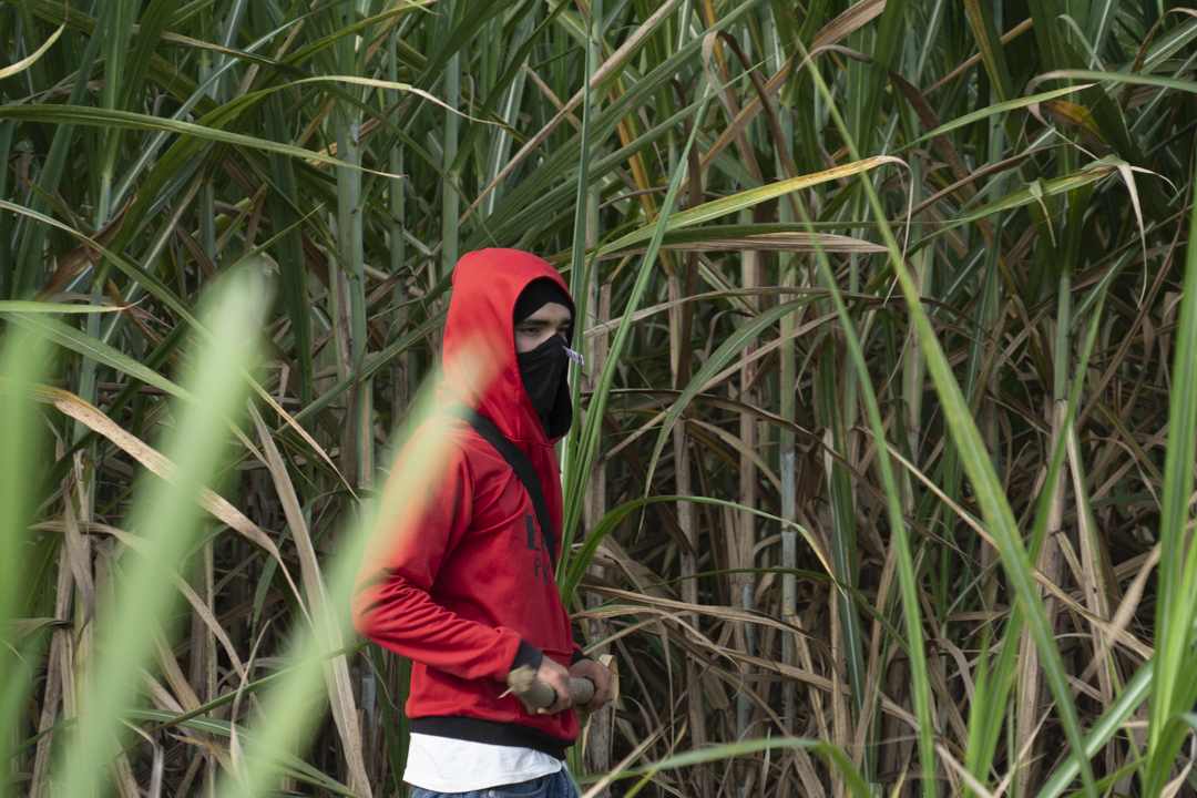 A person with a covered face walks through the brush