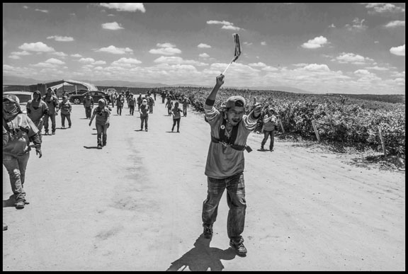 Farmworkers on strike in San Joaquin Valley's blueberry fields taking direct workplace action against company wage cuts.