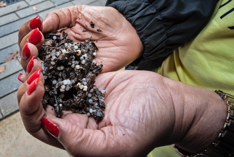 A pair of hands holds mud contaminated with plastic pellets