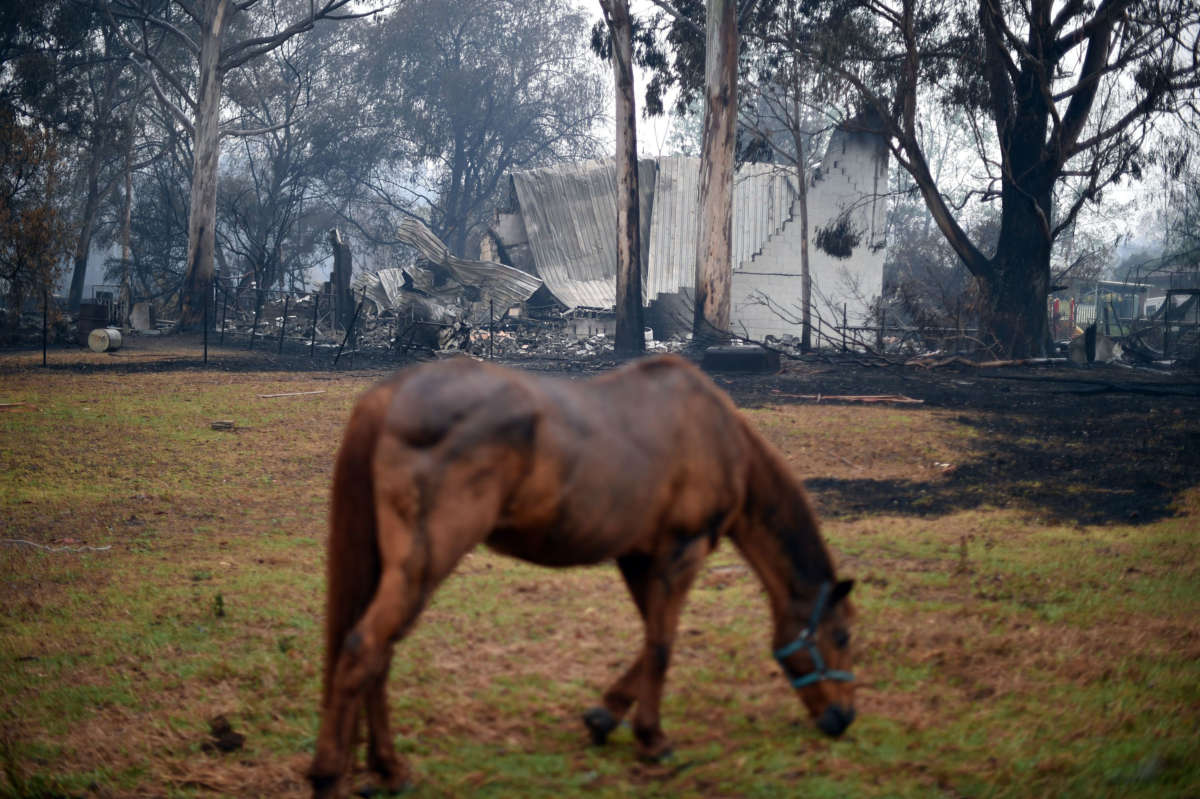 A horse grazes in front of a burnt house after an overnight bushfire in Cobargo, New South Wales, Australia, on January 6, 2020.