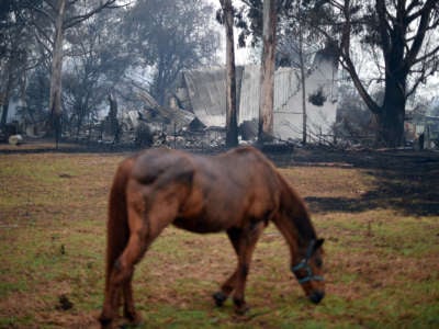 A horse grazes in front of a burnt house after an overnight bushfire in Cobargo, New South Wales, Australia, on January 6, 2020.