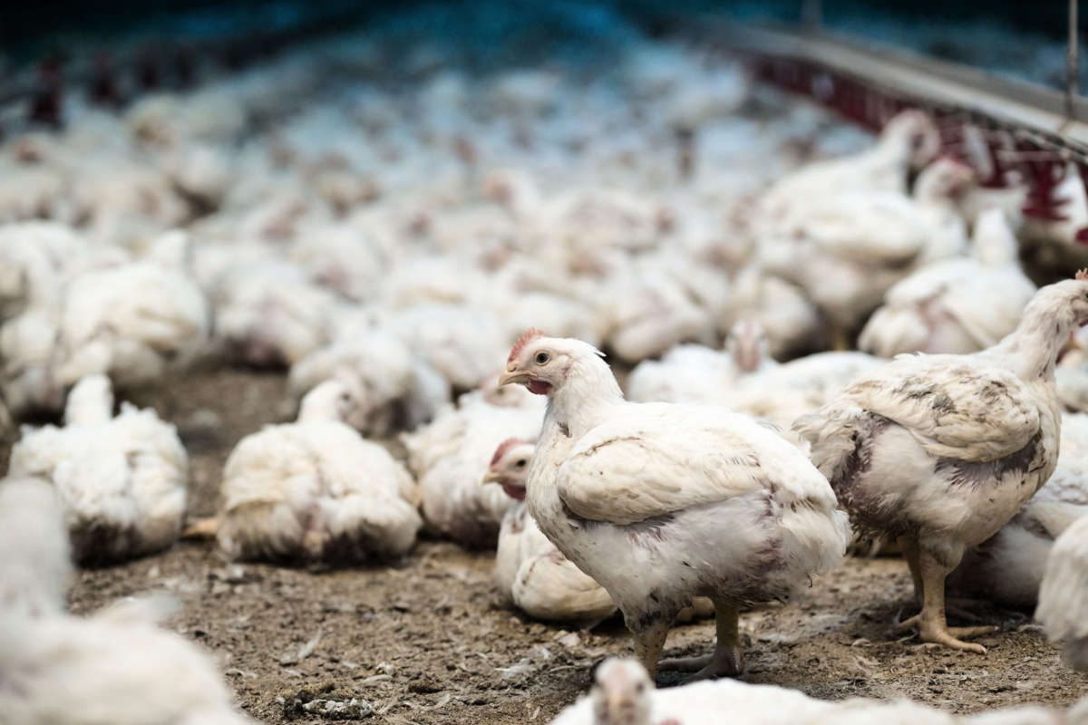 Reducing the suffering of chickens can only happen if companies follow through on their promises.