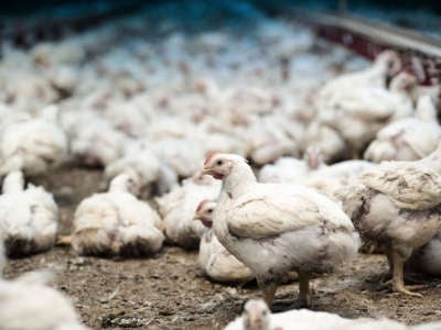 Reducing the suffering of chickens can only happen if companies follow through on their promises.