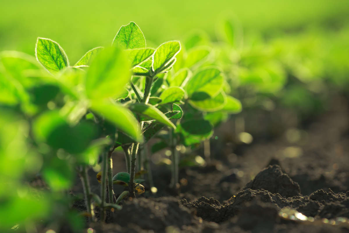 The IDEA network seeks to lead a transition to sustainable, chemical-free agriculture.