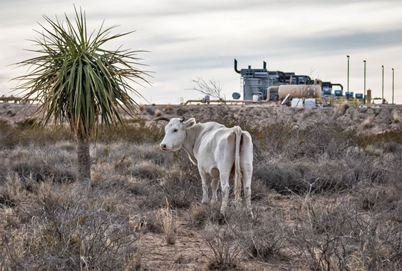 Cattle on state land outside of Pecos, Texas.