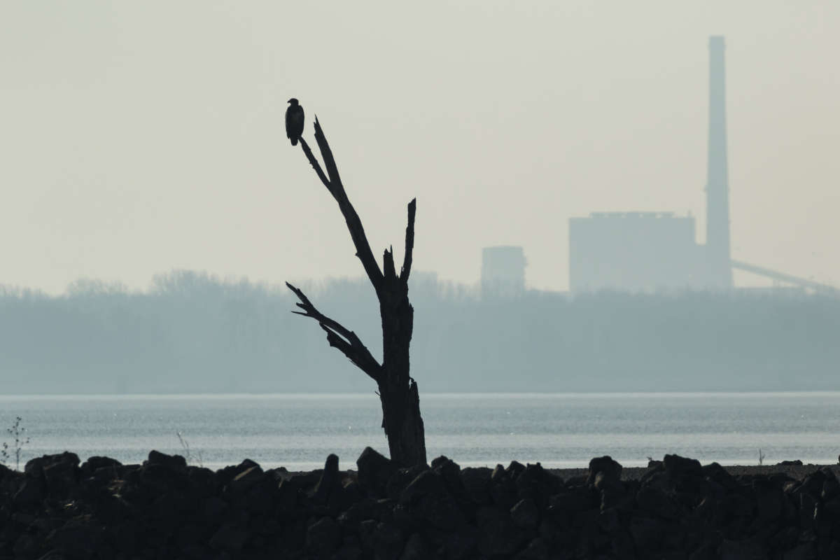 the silhouette of a bald eagle sits on the branch of a dead tree as smokestacks loom on the foggy horizon