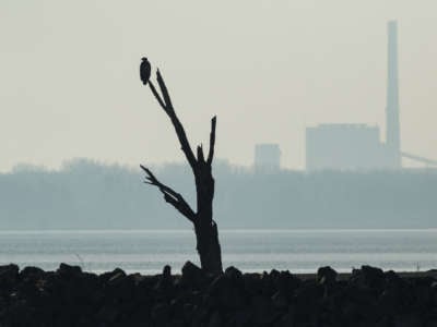 the silhouette of a bald eagle sits on the branch of a dead tree as smokestacks loom on the foggy horizon