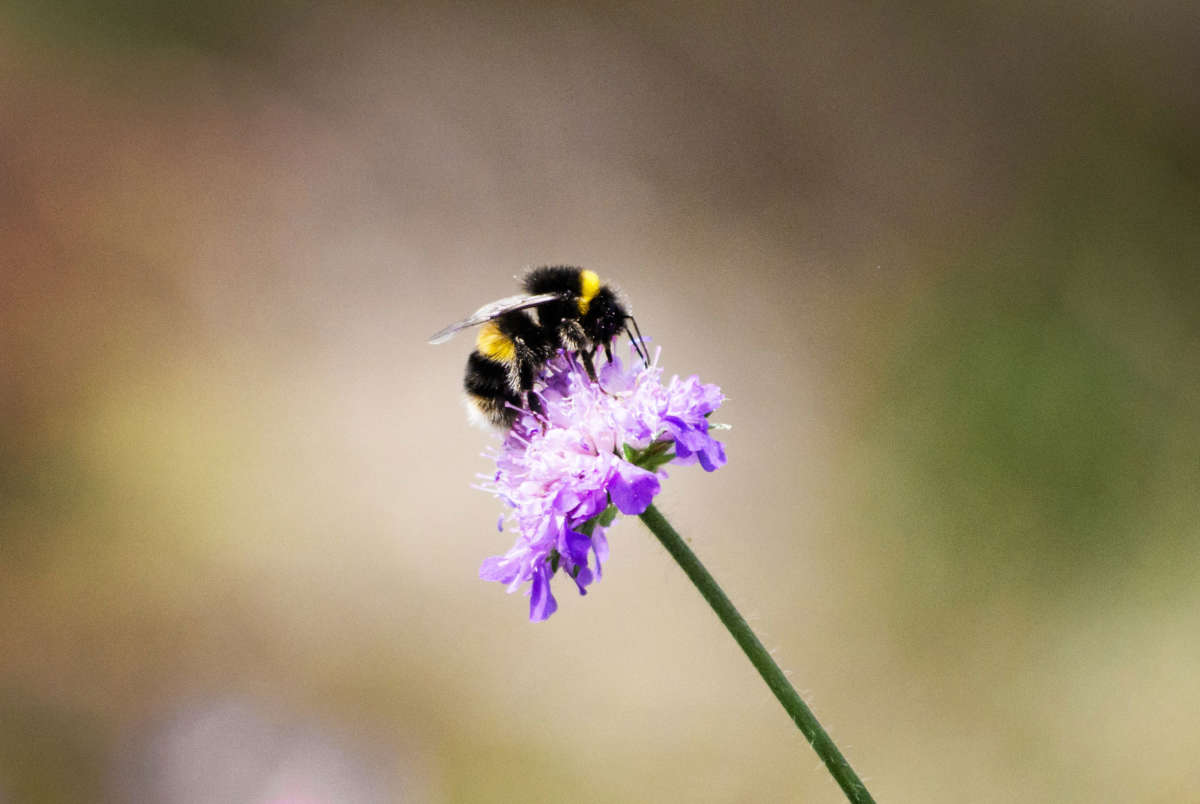 A bumblebee perched on a flower