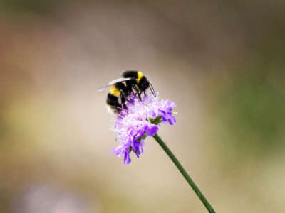 A bumblebee perched on a flower